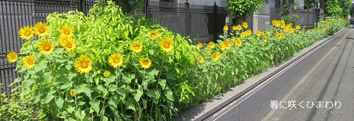 署に咲くひまわり