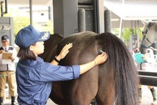 馬の検温