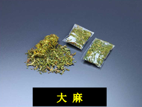 大麻